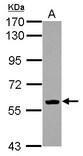EBF / EBF1 Antibody - Sample (30 ug of whole cell lysate) A: THP-1 7.5% SDS PAGE EBF1 antibody diluted at 1:1000