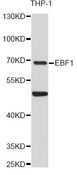 EBF / EBF1 Antibody - Western blot analysis of extracts of THP-1 cells, using EBF1 antibody at 1:3000 dilution. The secondary antibody used was an HRP Goat Anti-Rabbit IgG (H+L) at 1:10000 dilution. Lysates were loaded 25ug per lane and 3% nonfat dry milk in TBST was used for blocking. An ECL Kit was used for detection and the exposure time was 90s.