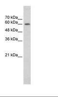 EBF2 Antibody - HepG2 Cell Lysate.  This image was taken for the unconjugated form of this product. Other forms have not been tested.