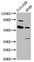 EBF3 / COE3 Antibody - Positive Western Blot detected in Colo320 whole cell lysate, A549 whole cell lysate. All lanes: EBF3 antibody at 5.6 µg/ml Secondary Goat polyclonal to rabbit IgG at 1/50000 dilution. Predicted band size: 65, 61 KDa. Observed band size: 65 KDa