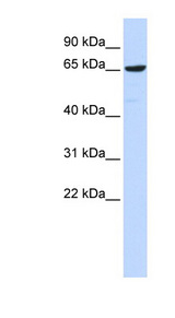 EBF4 Antibody - EBF4 antibody Western blot of 293T cell lysate. This image was taken for the unconjugated form of this product. Other forms have not been tested.