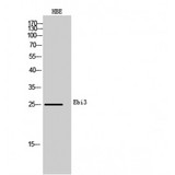 EBI3 / IL-27B Antibody - Western blot of Ebi3 antibody
