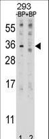 EBI3 / IL-27B Antibody - Western blot of EBI3 Antibody antibody pre-incubated without(lane 1) and with(lane 2) blocking peptide in 293 cell line lysate. EBI3 Antibody (arrow) was detected using the purified antibody.