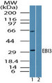 EBI3 / IL-27B Antibody - Western blot of EBI3 in RAW cell lysate in the 1) absence and 2) presence of immunizing peptide using Peptide-affinity Purified Polyclonal Antibody to EBI3 at 0.5 ug/ml. Goat anti-rabbit Ig HRP secondary antibody, and PicoTect ECL substrate solution, were used for this test.