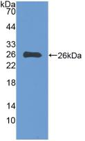 EBI3 / IL-27B Antibody