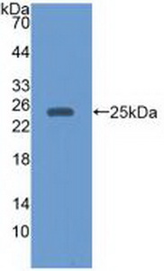 EBI3 / IL-27B Antibody - Western Blot; Sample: Recombinant EBI3, Human.