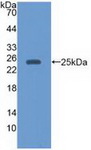 EBI3 / IL-27B Antibody - Western Blot; Sample: Recombinant EBI3, Human.