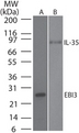 EBI3 / IL-27B Antibody - Western blot testing of mouse EBI3 monoclonal antibody at A) 0.1 ug/ml on recombinant protein and B) 3 ug/ml on recombinant mouse IL-35 protein (