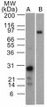 EBI3 / IL-27B Antibody - Western Blot: EBI3 Antibody (42N1G4) - analysis using EBI3 antibody. Human EBI3 recombinant protein (A) and human IL-35 recombinant protein (B) probed with EBI3 antibody at 5 ug/ml. Goat anti-mouse Ig HRP secondary antibody and PicoTect ECL substrate solution were used for this test.  This image was taken for the unconjugated form of this product. Other forms have not been tested.
