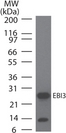EBI3 / IL-27B Antibody - Western blot testing of mouse EBI3 monoclonal antibody at 0.1 ug/ml on recombinant protein. Goat anti-rat Ig HRP secondary antibody (