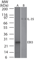 EBI3 / IL-27B Antibody - Western blot testing of mouse EBI3 monoclonal antibody at A) 0.1 ug/ml on recombinant protein and B) 3 ug/ml on recombinant mouse IL-35 protein (