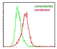 EBI3 / IL-27B Antibody - Intracellular flow cytometry of mouse IL-35 in transfected and untransfected HEK 293 cells (Brefeldin A treated, 5 hours) using mouse EBI3 antibody at 2 ug/10^6 cells.