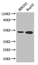EBI3 / IL-27B Antibody - Western Blot Positive WB detected in: HEK293 whole cell lysate, HepG2 whole cell lysate, Hela whole cell lysate All lanes: EBI3 antibody at 3µg/ml Secondary Goat polyclonal to rabbit IgG at 1/50000 dilution Predicted band size: 48 kDa Observed band size: 48 kDa