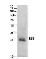 EBI3 / IL-27B Antibody - Western Blot analysis of extracts from HBE cells using EBI3 Antibody.