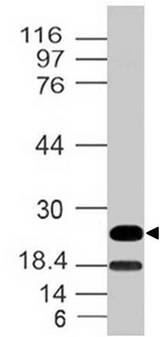 EBI3 / IL-27B Antibody - Fig-1: Western blot analysis of mEBI3. Anti-mEBI3 antibody was tested at 2 µg/ml on m Small Intestine lysate.