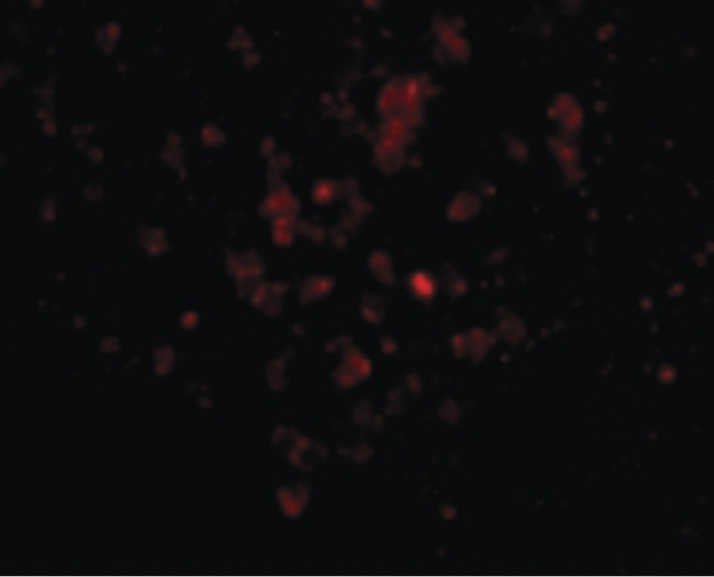 EBI3 / IL-27B Antibody - Immunofluorescence of EBI3 in Human Spleen cells with EBI3 antibody at 20 ug/ml.