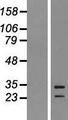 EBI3 / IL-27B Protein - Western validation with an anti-DDK antibody * L: Control HEK293 lysate R: Over-expression lysate