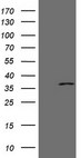EBLN2 / FLJ10213 Antibody - HEK293T cells were transfected with the pCMV6-ENTRY control. (Left lane) or pCMV6-ENTRY EBLN2. (Right lane) cDNA for 48 hrs and lysed