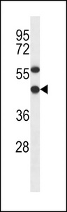 EBNA1BP2 Antibody - EBNA1BP2 Antibody western blot of NCI-H292 cell line lysates (35 ug/lane). The EBNA1BP2 antibody detected the EBNA1BP2 protein (arrow).