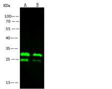 Ebola Virus VP24 Antibody - Anti-Ebola virus EBOV (subtype Zaire, strain H.sapiens-wt/GIN/2014/Kissidougou-C15) VP24 rabbit polyclonal antibody at 1:2000 dilution.Sample: Ebola virus EBOV (subtype Zaire, strain H.sapiens-wt/GIN/2014/Kissidougou-C15) VP24 Protein. Lane A: 20ng. Lane B: 10ng. Secondary: Goat Anti-Rabbit IgG H&L (Dylight800) at 1/10000 dilution. Performed under reducing conditions.