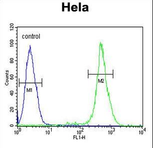 EBP Antibody - EBP Antibody flow cytometry of HeLa cells (right histogram) compared to a negative control cell (left histogram). FITC-conjugated goat-anti-rabbit secondary antibodies were used for the analysis.