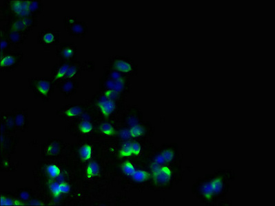 EBP Antibody - Immunofluorescent analysis of 293T cells using EBP Antibody at dilution of 1:100 and Alexa Fluor 488-congugated AffiniPure Goat Anti-Rabbit IgG(H+L)