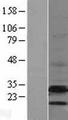 EBP Protein - Western validation with an anti-DDK antibody * L: Control HEK293 lysate R: Over-expression lysate