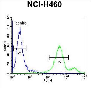 EBPL Antibody - EBPL Antibody flow cytometry of NCI-H460 cells (right histogram) compared to a negative control cell (left histogram). FITC-conjugated goat-anti-rabbit secondary antibodies were used for the analysis.