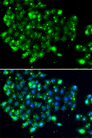 EBS / NAT9 Antibody - Immunofluorescence analysis of MCF7 cells.