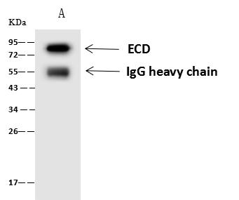 ECD Antibody - ECD was immunoprecipitated using: Lane A: 0.5 mg HeLa Whole Cell Lysate. 4 uL anti-ECD rabbit polyclonal antibody and 60 ug of Immunomagnetic beads Protein A/G. Primary antibody: Anti-ECD rabbit polyclonal antibody, at 1:100 dilution. Secondary antibody: Goat Anti-Rabbit IgG (H+L)/HRP at 1/10000 dilution. Developed using the ECL technique. Performed under reducing conditions. Predicted band size: 73 kDa. Observed band size: 76 kDa.
