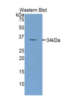 ECE-1 Antibody - Western blot of recombinant ECE-1.  This image was taken for the unconjugated form of this product. Other forms have not been tested.