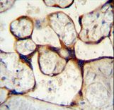 ECE-1 Antibody - ECE1 Antibody immunohistochemistry of formalin-fixed and paraffin-embedded human placenta tissue followed by peroxidase-conjugated secondary antibody and DAB staining.