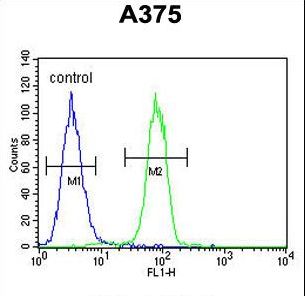ECE-1 Antibody - ECE-1 Antibody flow cytometry of A375 cells (right histogram) compared to a negative control cell (left histogram). FITC-conjugated goat-anti-rabbit secondary antibodies were used for the analysis.