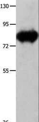 ECE-1 Antibody - Western blot analysis of Mouse heart tissue, using ECE1 Polyclonal Antibody at dilution of 1:900.