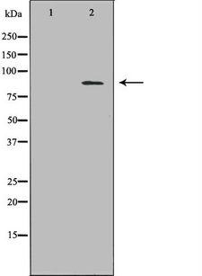 ECE-1 Antibody - Western blot analysis of HuvEc whole cells lysates using ECE1 antibody. The lane on the left is treated with the antigen-specific peptide.