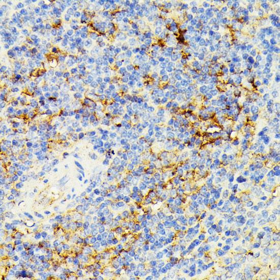 ECE-1 Antibody - Immunohistochemistry of paraffin-embedded Rat spleen using ECE1 Polyclonal Antibody at dilution of 1:100 (40x lens).