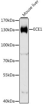 ECE-1 Antibody - Western blot analysis of extracts of mouse liver using ECE1 Polyclonal Antibody at dilution of 1:1000.