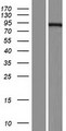 ECE-1 Protein - Western validation with an anti-DDK antibody * L: Control HEK293 lysate R: Over-expression lysate
