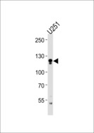 ECE2 Antibody - ECE2 Antibody western blot of U251 cell line lysates (35 ug/lane). The ECE2 antibody detected the ECE2 protein (arrow).