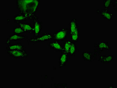 ECEL1 Antibody - Immunofluorescent analysis of Hela cells diluted at 1:100 and Alexa Fluor 488-congugated AffiniPure Goat Anti-Rabbit IgG(H+L)