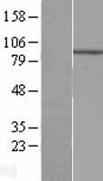 ECEL1 Protein - Western validation with an anti-DDK antibody * L: Control HEK293 lysate R: Over-expression lysate