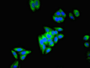 ECH1 Antibody - Immunofluorescent analysis of HepG2 cells at a dilution of 1:100 and Alexa Fluor 488-congugated AffiniPure Goat Anti-Rabbit IgG(H+L)