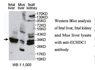 ECHDC1 Antibody