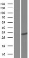 ECHDC2 Protein - Western validation with an anti-DDK antibody * L: Control HEK293 lysate R: Over-expression lysate