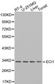 ECI1 / DCI Antibody - Western blot of ECI1 pAb in extracts from RT-4, U-251MG cells and mouse liver, tonsil tissues.