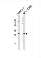 ECI1 / DCI Antibody - All lanes: Anti-ECI1 Antibody at 1:1000 dilution. Lane 1: 293T/17 whole cell lysate. Lane 2: NCI-H1299 whole cell lysate Lysates/proteins at 20 ug per lane. Secondary Goat Anti-Rabbit IgG, (H+L), Peroxidase conjugated at 1:10000 dilution. Predicted band size: 33 kDa. Blocking/Dilution buffer: 5% NFDM/TBST.