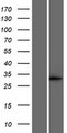 ECI1 / DCI Protein - Western validation with an anti-DDK antibody * L: Control HEK293 lysate R: Over-expression lysate