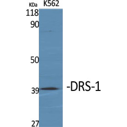 ECI2 / PECI Antibody - Western blot of DRS-1 antibody