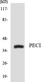 ECI2 / PECI Antibody - Western blot analysis of the lysates from COLO205 cells using PECI antibody.