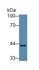 ECI2 / PECI Antibody